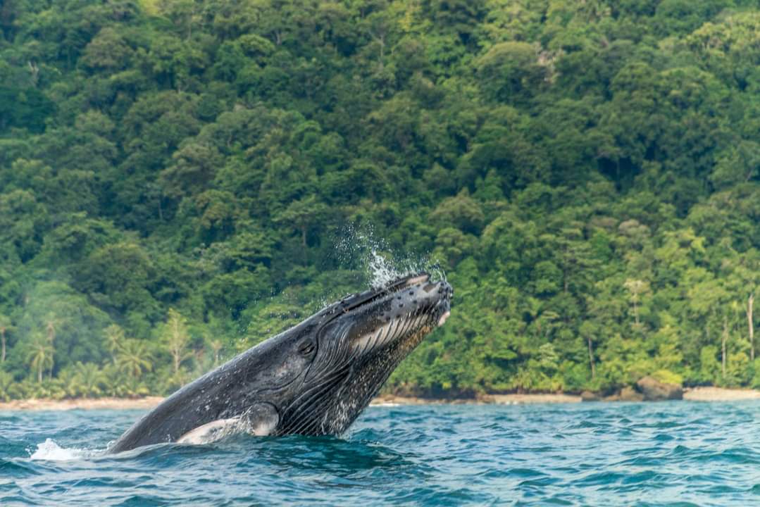 A la espera de los resultados de la comisión enviada por el Gobierno Nacional para solucionar la situación presentada en el Parque Nacional Natural Utría. #UnidosPorUtría. Los <a href="/ParquesColombia/">Parques Nacionales Naturales de Colombia</a> son patrimonio de todos los colombianos. <a href="/petrogustavo/">Gustavo Petro</a> <a href="/susanamuhamad/">Susana Muhamad</a> <a href="/MinAmbienteCo/">MinAmbiente Colombia</a>