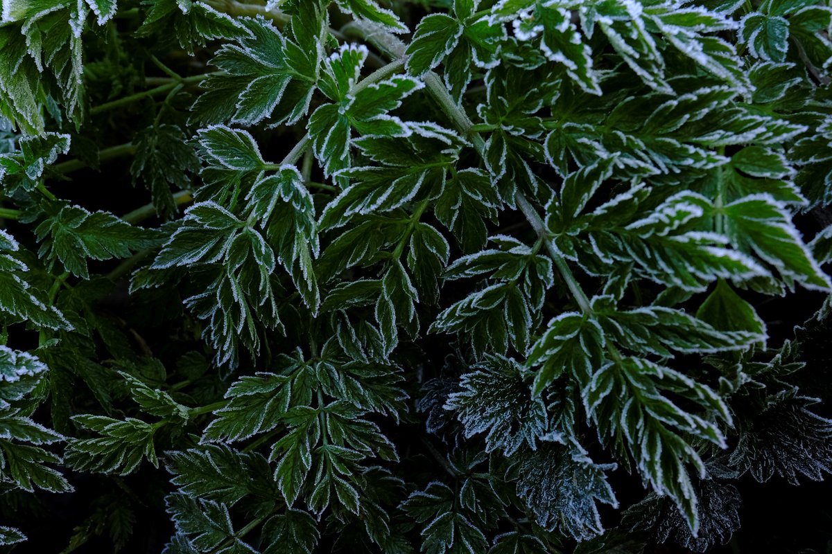 April doet wat ie wil, heerlijke wandeling en dan loop je langs fluitekruid met beijsde randjes, mooi hoor! <a href="/rossenaar/">Arnout-Jan Rossenaar</a> @markodraisma <a href="/bomengidsnl/">bomengids.nl🐰🇺🇦</a>