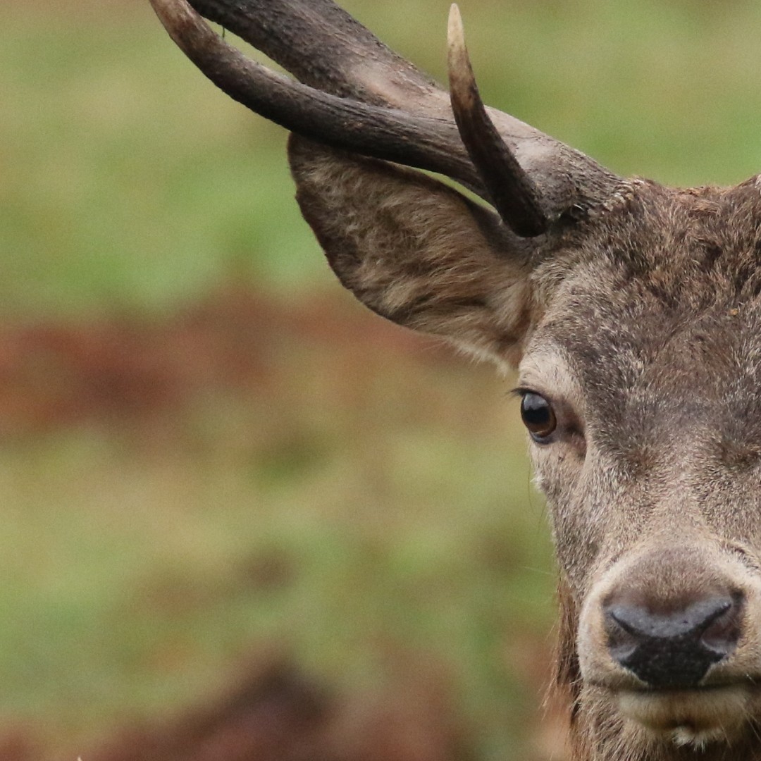 BritishDeerSoc's tweet photo. Red stag close-up captured by Grahame Camm
#deer #deerphoto #deerphotography #reddeer #reddeerstag #redstag #closeup #closeupshot #wildlife #wildlifephotography https://t.co/czw08lA0XP
