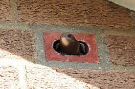 Gina Bates Ⓥ 𓃟 Pigoneer™. (@hilltopgina) on Twitter photo Less than 10,000 signatures needed 📢
Make swift bricks compulsory in new housing to help red-listed birds 🐦
PLEASE SIGN  🖊️
petition.parliament.uk/petitions/6267… Less than 10,000 signatures needed 📢
Make swift bricks compulsory in new housing to help red-listed birds 🐦
PLEASE SIGN  🖊️
petition.parliament.uk/petitions/6267…