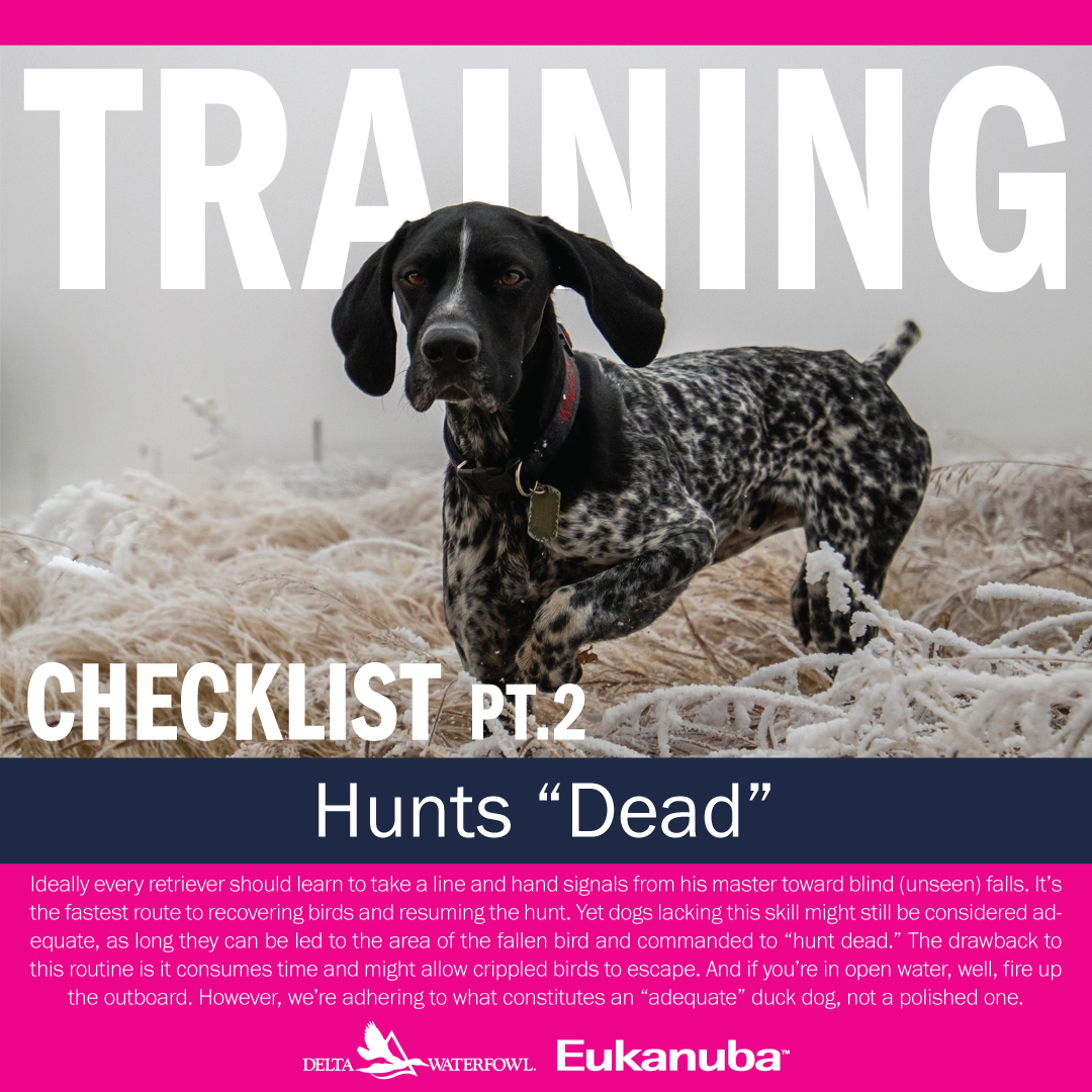 DeltaWaterfowl's tweet photo. #Sponsored Join us every week for @Eukanuba's duck dog tip of the week! Check out our videos on #DuckDogs on our YouTube page: https://t.co/o2cdauBjko
#DuckHunting #HuntingDog #Labrador #GunDog #BirdDog https://t.co/gRvIvk3InE