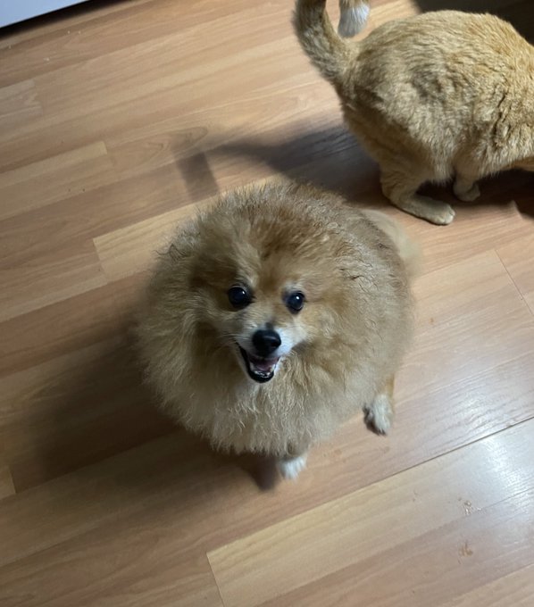 My dog turns into a fluffy gremlin when it rains ☔️ https://t.co/AGUFuSwze4