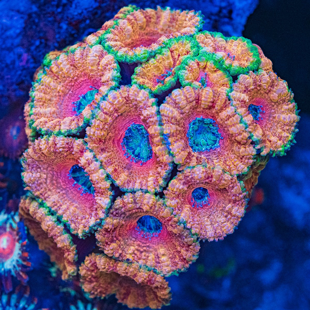 World Wide Corals tweet media