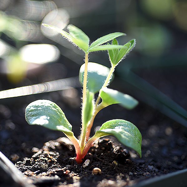 🌞Spring is so fickle. Temperatures go up, temperatures drop down. Why it’s way too risky to start planting in the ground. But there is a totally satisfying alternative that will fulfill all your urges to play in the soil. Plus, it’s loads of fun🌱 

👉 coastofmaine.com/seeds-get-you-…