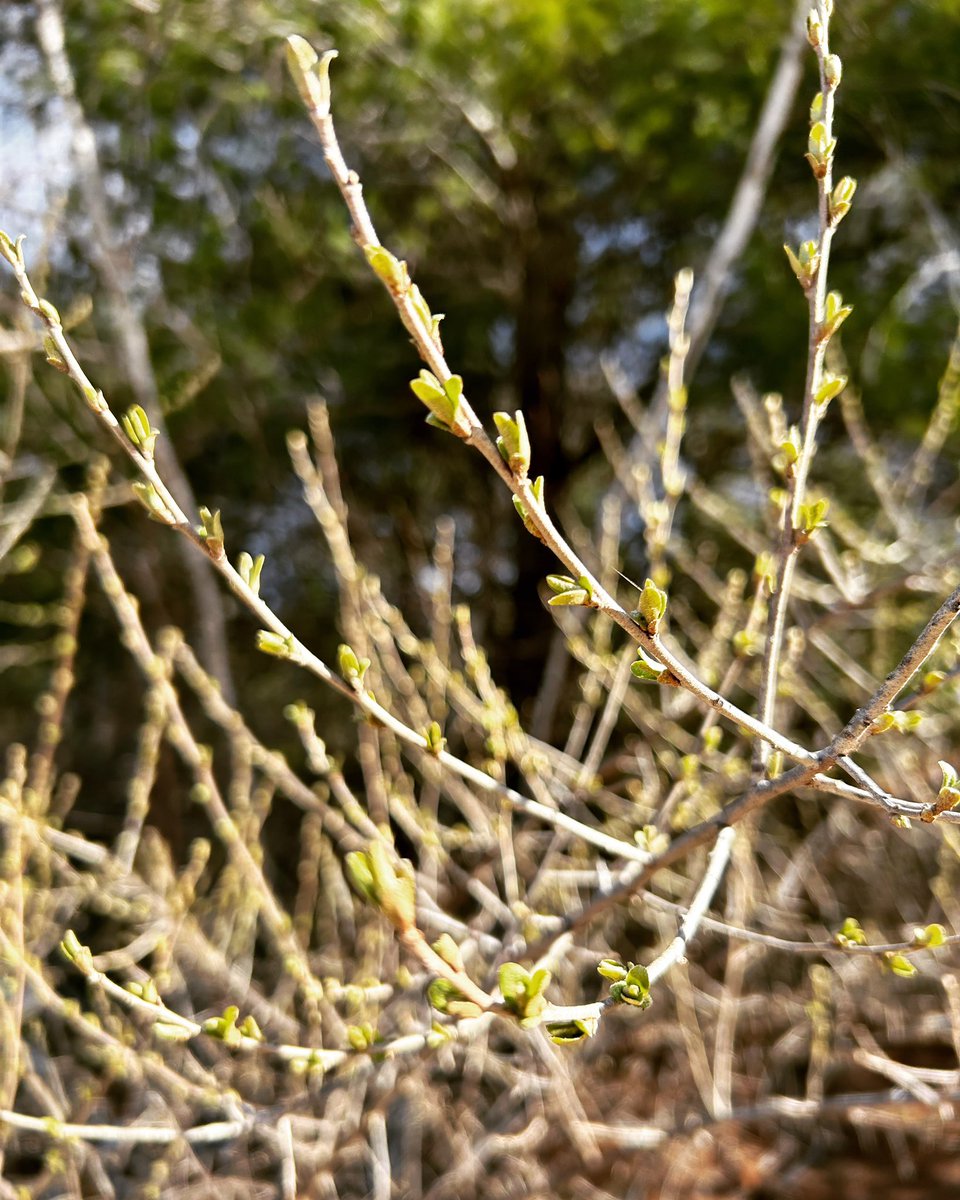 We are waking up…the buds are budding and the grass is greening! Know your materials, know your suppliers and you’ll know your results! #compost #soil #knowb4yougrow #springishere