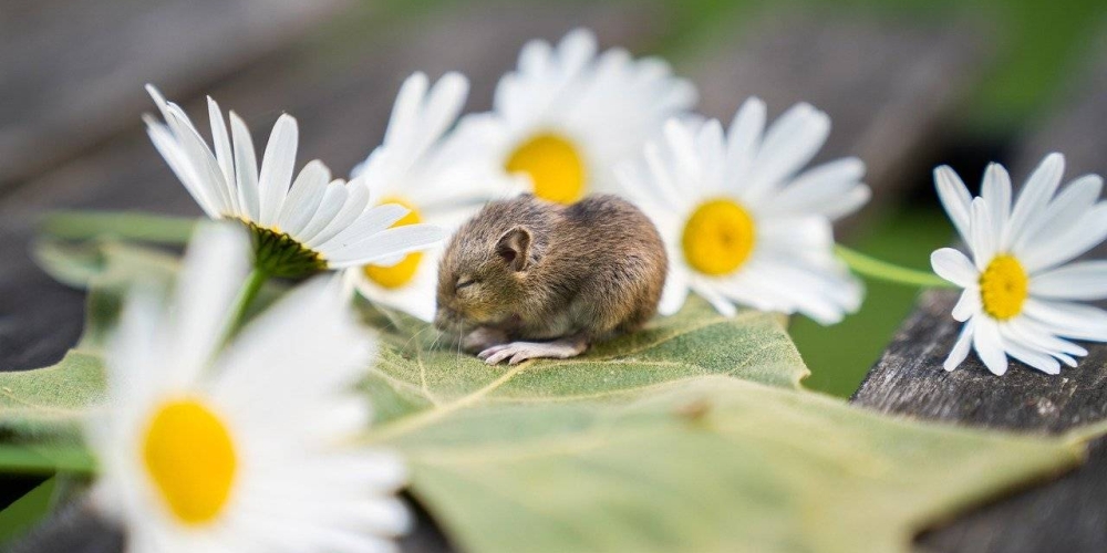 newerahit's tweet photo. Like and share this pure awesomeness!  #animal #baby #mouse #rodent https://t.co/xr2ISO7Ynw