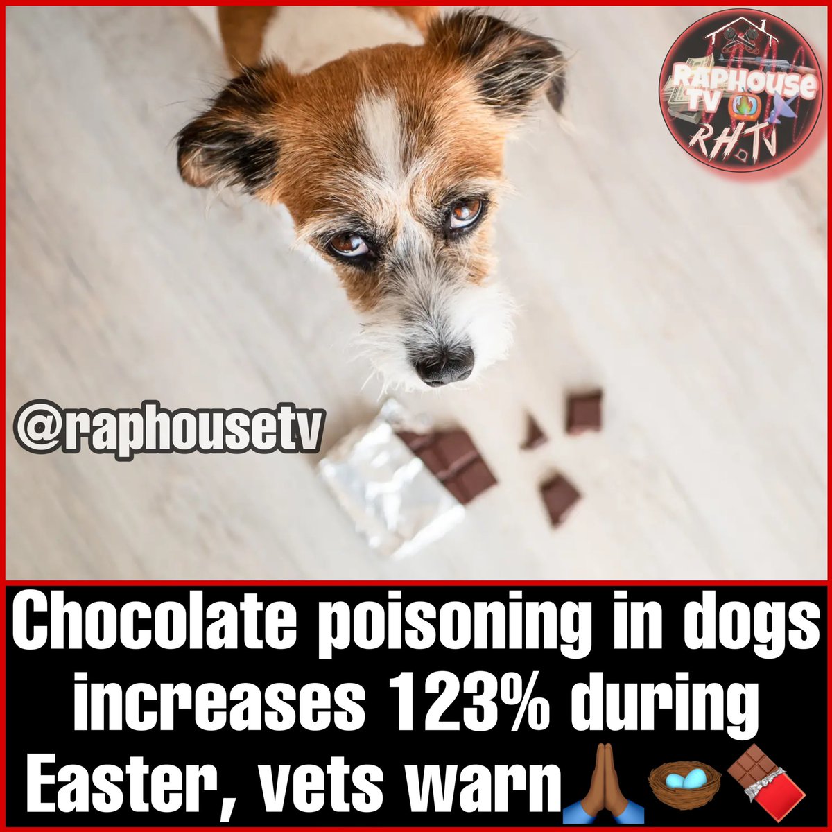 Raphousetv (RHTV) on Twitter "Chocolate poisoning in dogs increases