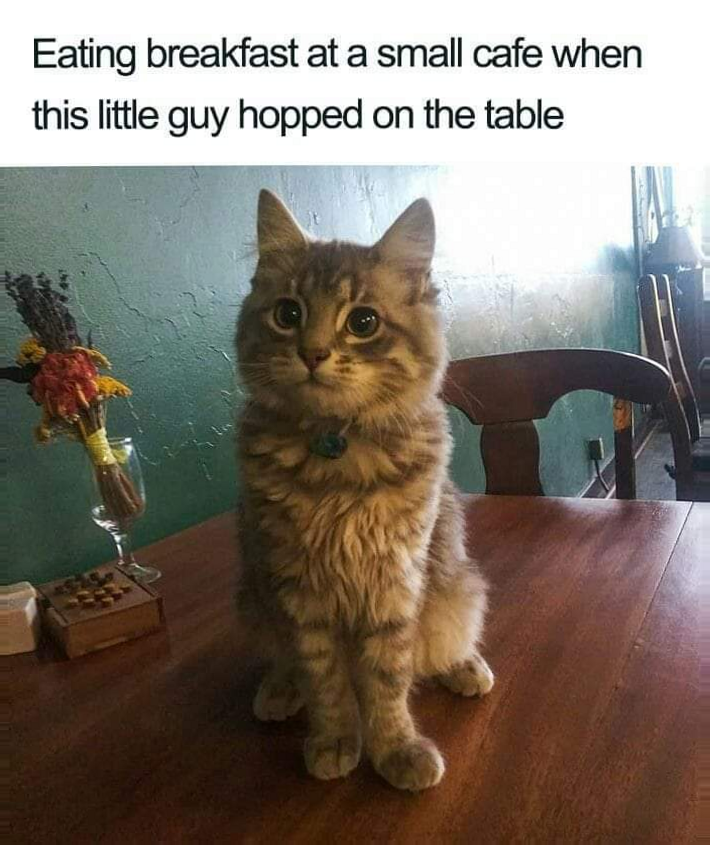 WholesomeMeme's tweet photo. https://t.co/VbCNROmNYP