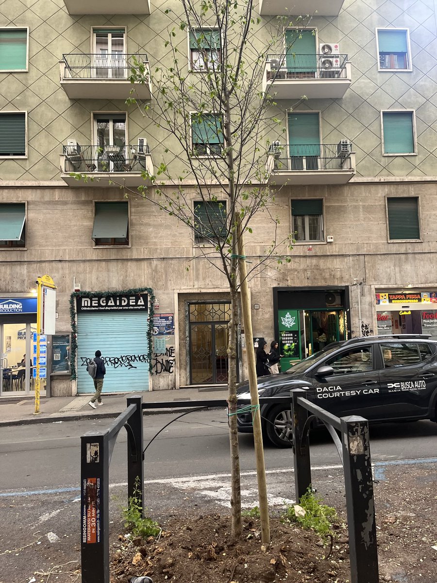 margio__g's tweet photo. Sono iniziati su #VialeIppocrate i lavori di deceppamento degli #alberi abbattuti due estati fa; al deceppamento seguirà la messa a dimora di 31 nuovi #olmi grazie ai fondi stanziati dall’AssembleaCapitolina a seguito dell’emendamento firmato da @valerio_casini e @FraLeoncini https://t.co/gWw8W208BN