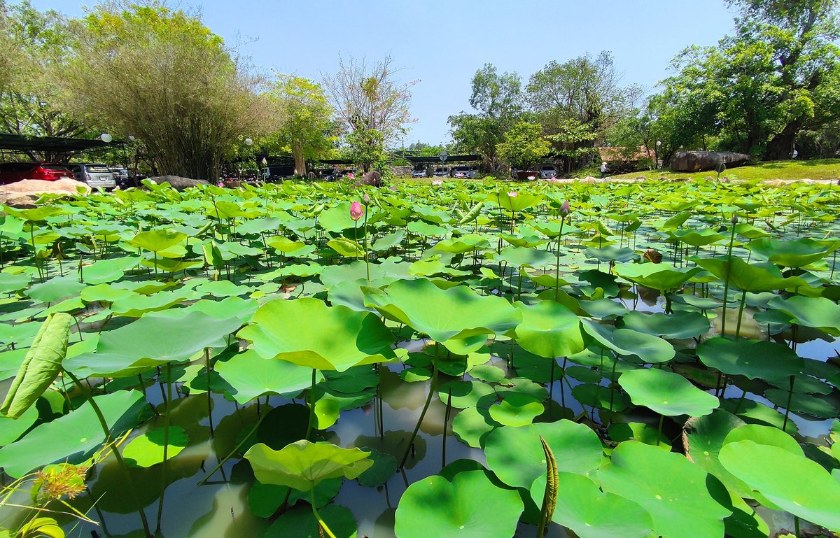 nguoi_da_lat's tweet photo. Lotus pond in #NhaTrang https://t.co/rLoLLcFCYo