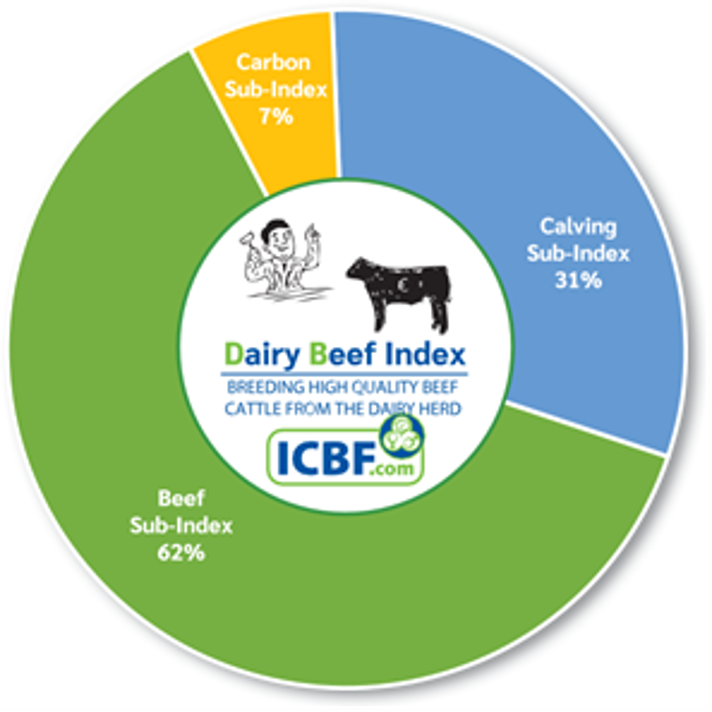 Maximise dairy-beef profitability, by using high DBI bulls. If using beef AI, identify the best bulls from the ICBF Active Beef Bull list; ideally use a team of bulls. Try to maximise carcass merit, by selecting bulls with the highest PTAs for carcass weight and conformation.