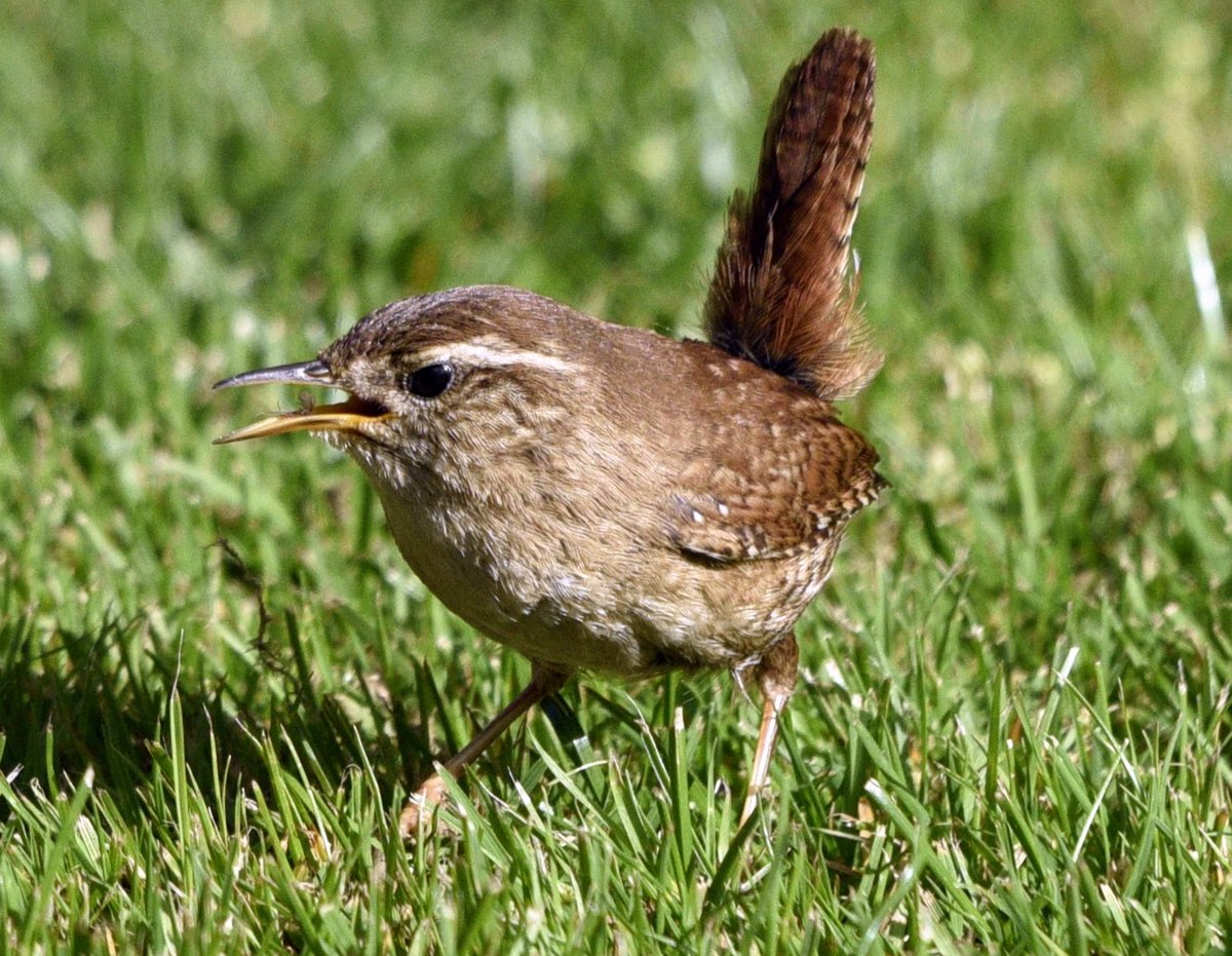 An unexpected photo taken just a few minutes ago sitting outside taking in the late afternoon sun.. down pops Jenny Wren onto my lawn. She was feeding furiously on something. I had noticed a hatch of some type of flying bug over the lawn and she was having a great time!. #wren