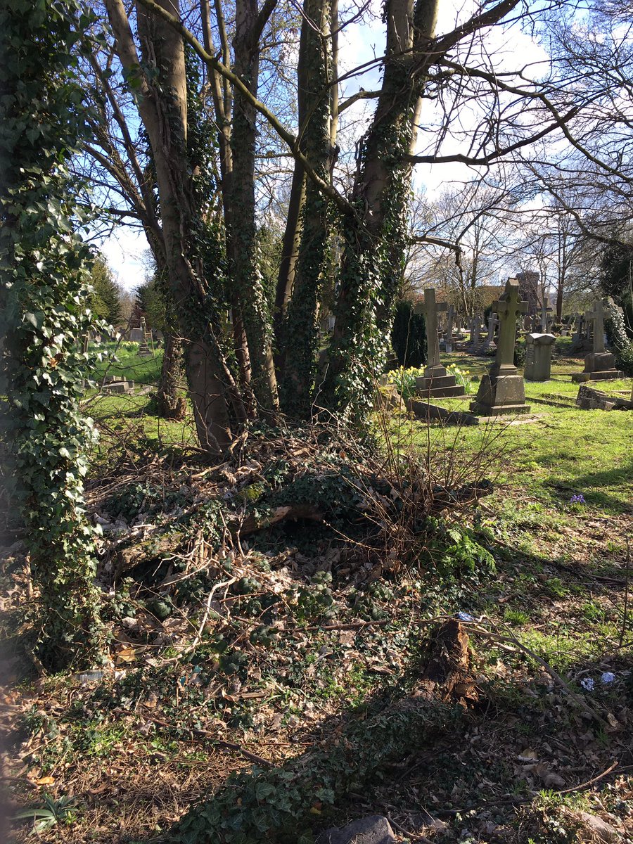 Happy #GoodFriday! We think of  cemeteries as places of death but this one in #Penge proves that they can be full of life. Decaying wood offers shelter to hedgehogs and breeding ground for beetles. Birds sing overhead. Beauty worth protecting - #wildlife is not just for #Easter