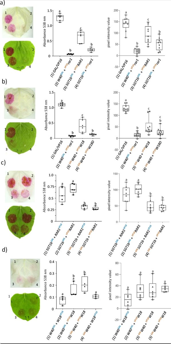 I've twitted that  RUBY reporter was used in the context of study DNA-protein interactions.

Now it was used for investigation of protein-protein interactions.

Look at new study in <a href="/ThePlantJournal/">The Plant Journal</a>
👉x.com/yokoyama_ryo/s…

Congrats to all involved from <a href="/CSIRO/">CSIRO</a> and <a href="/ourANU/">ourANU</a>!
