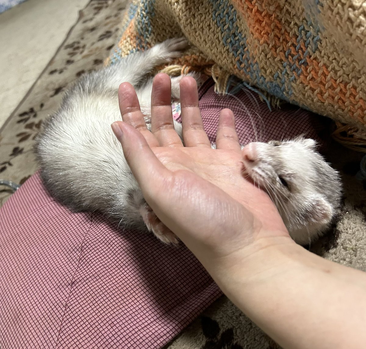 今めちゃくちゃイタチに手を噛まれてます https://t.co/h5JrPIQmaB