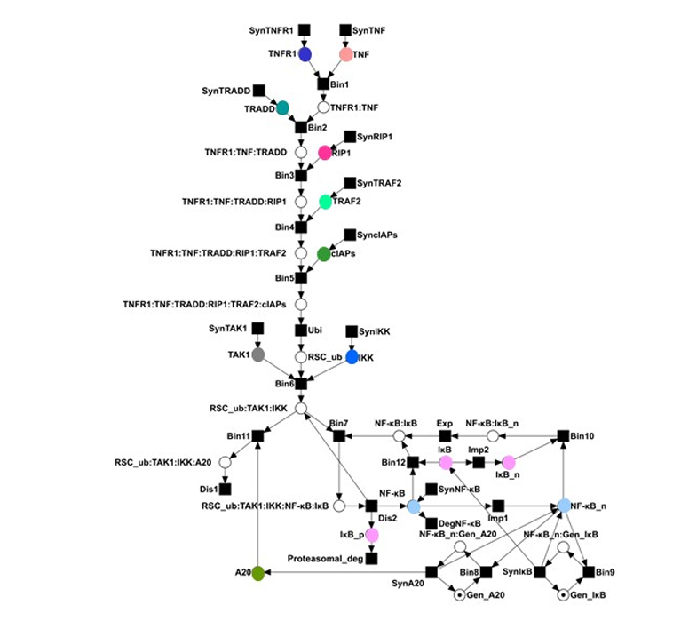 AJPCellPhys's tweet photo. #ReviewArticle Computational modeling of signal transduction networks kinetic parameters - Petri net approaches by Ina Koch and Bianca Büttner from @goetheuni:
https://t.co/6IMHgb7yaW
#analysis #simulation #Petrinet https://t.co/XmnDUcQobt