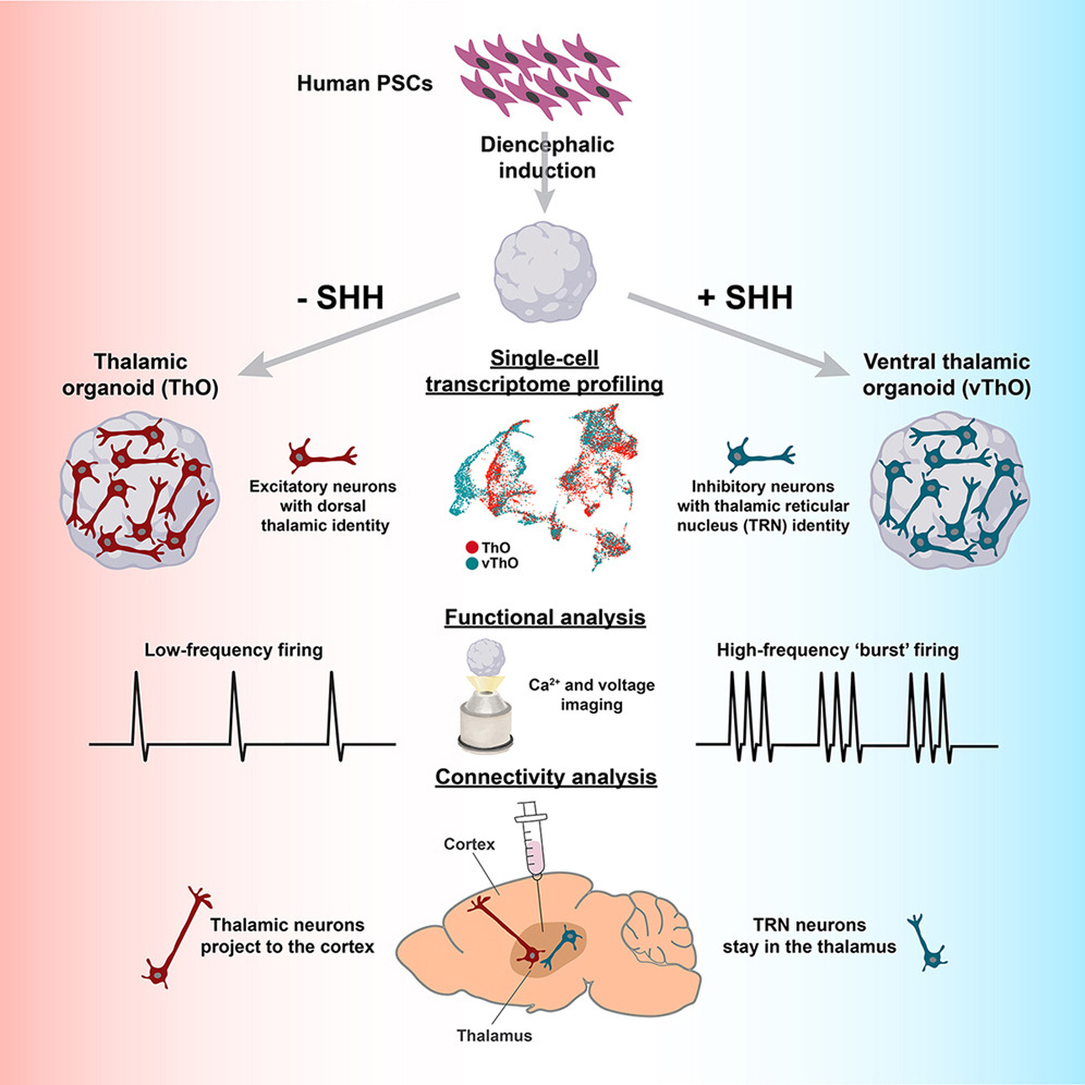 organoidscience's tweet photo. 👏 Congrats to @Kiral_Ridvan, @Inhyun_P, @Yangfei_Lab, @lab_tanaka and the *whole team* that successfully generated ventral #thalamic #organoids from #hESCs with transcriptionally diverse nuclei identities.
🧠 Find out how they did it in @CellStemCell: https://t.co/ZAFH36IfRO https://t.co/zCJ1KvyaLB