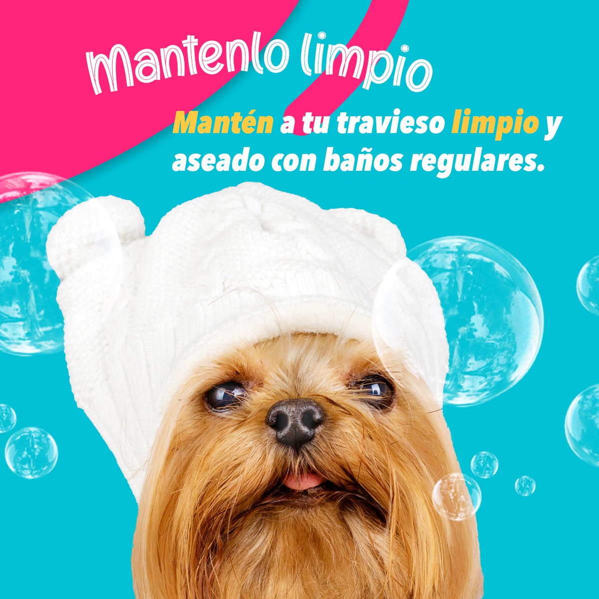 PetNGo's tweet photo. Di 'no' a las pulgas y 'sí' a los ronroneos y lamidas felices 🚫🐛👋🐶🐱 Descubre cómo mantener a tus peludos libres de picazón y molestias 🌟 https://t.co/bCPkSQGxG3