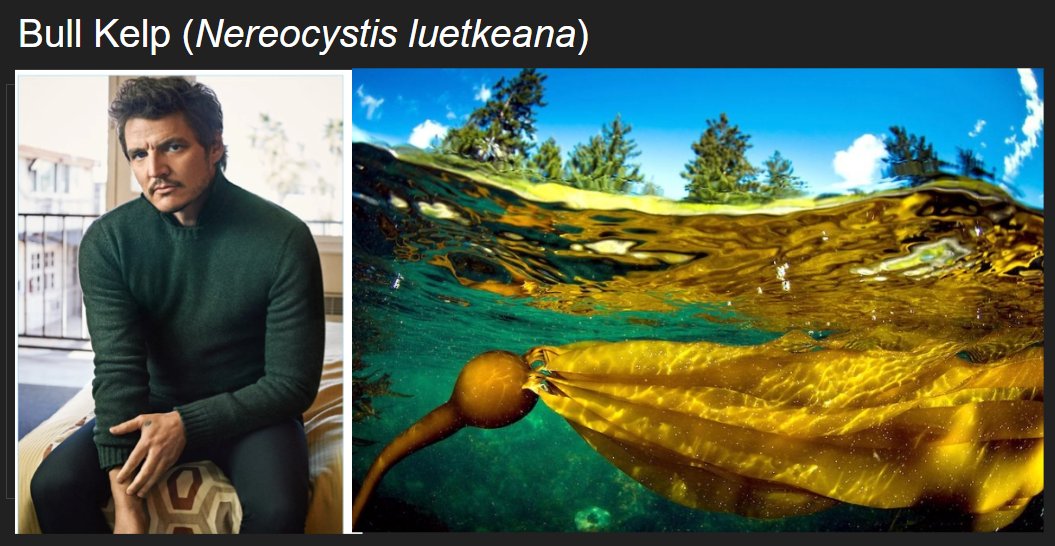 This #phycologyfriday I present to you:

✨✨Pedro Pascal as #kelp ✨✨

🧵First up, Pedro as #BullKelp (N. leutkeana). This sp. forms #kelpforests across the NE Pacific & thrives in high energy rocky areas. Its easily spotted by its distinct surface canopy & 'mermaids bladder'!