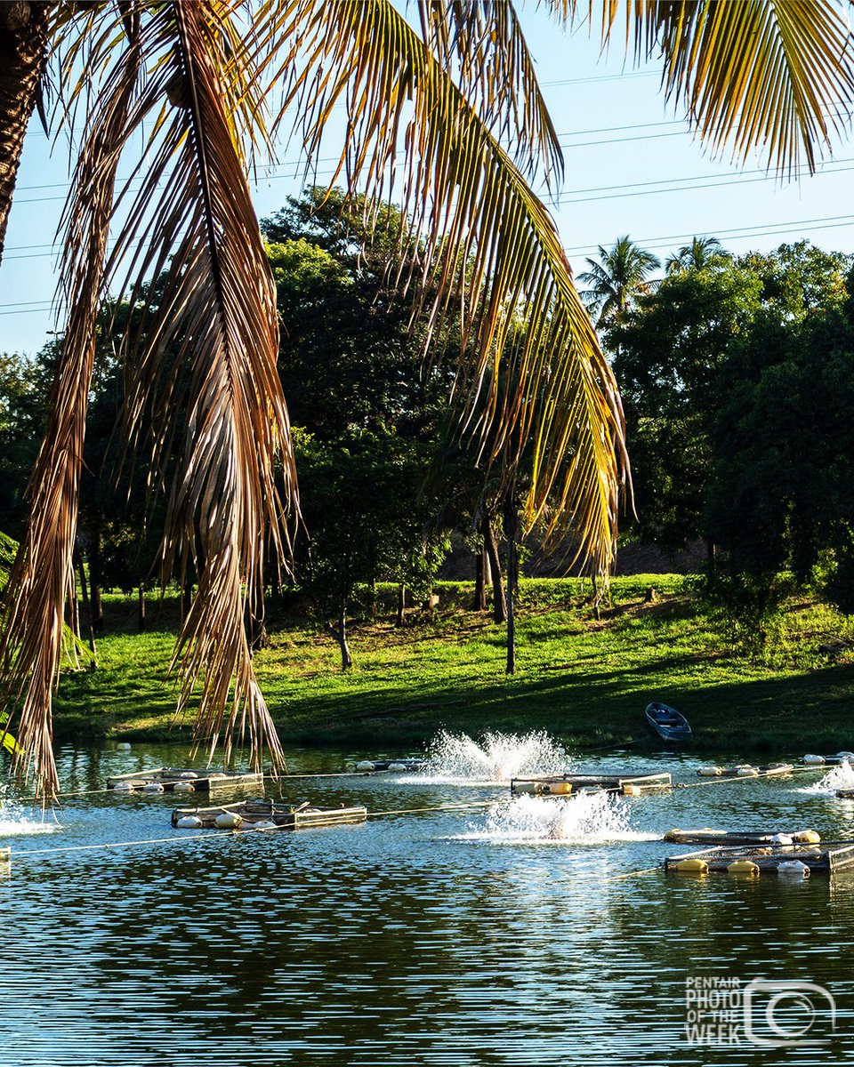 At a tilapia fish farm in Brazil, fountains are used to aerate tanks, ensuring healthy water for the fish to thrive. This water system provides the necessary oxygen levels for optimal growth, while preventing water stagnation.

Take a peek inside #ThePentairLife