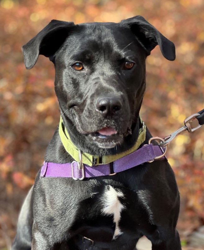 Nova may be 2 yrs old &amp; 60 pounds, but she's still a puppy at heart! Rescued from Georgia, this goofy girl is outgoing, social and loves to play with toys. Nova is a happy, curious dog working on her obedience training, which will be important to her success in her new home.