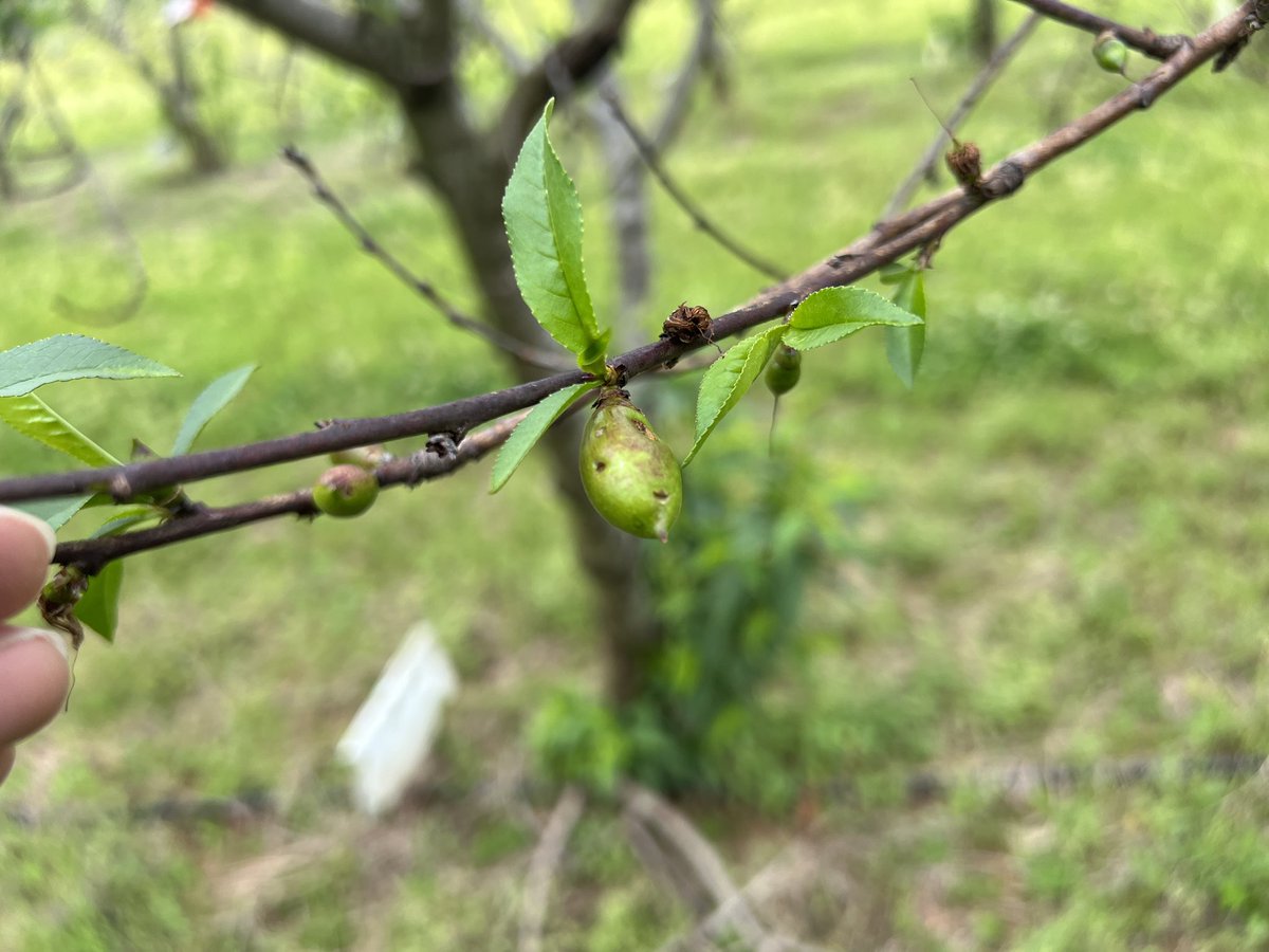 Aaron Cato tweet media