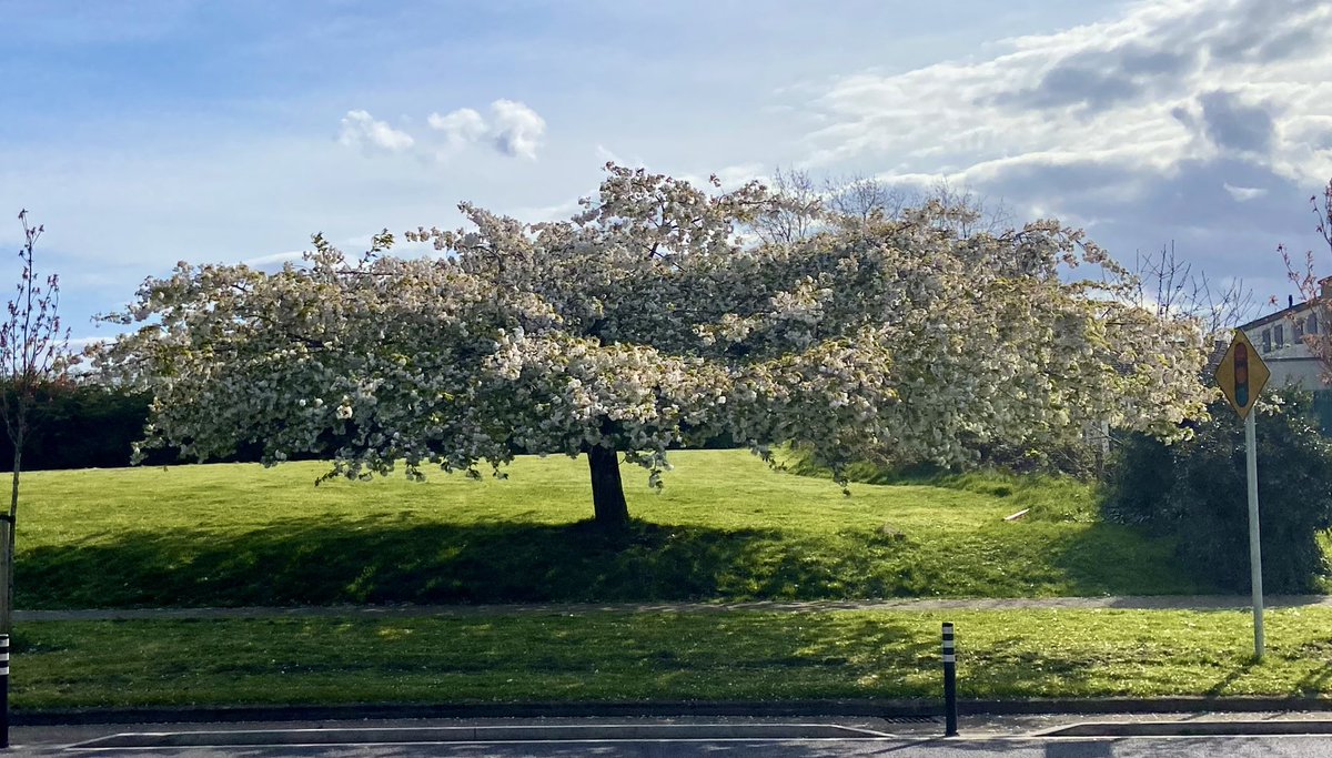 Love this beautiful cherry blossom tree! #day97 #100daysofwalking <a href="/NTBreakfast/">Newstalk Breakfast</a>