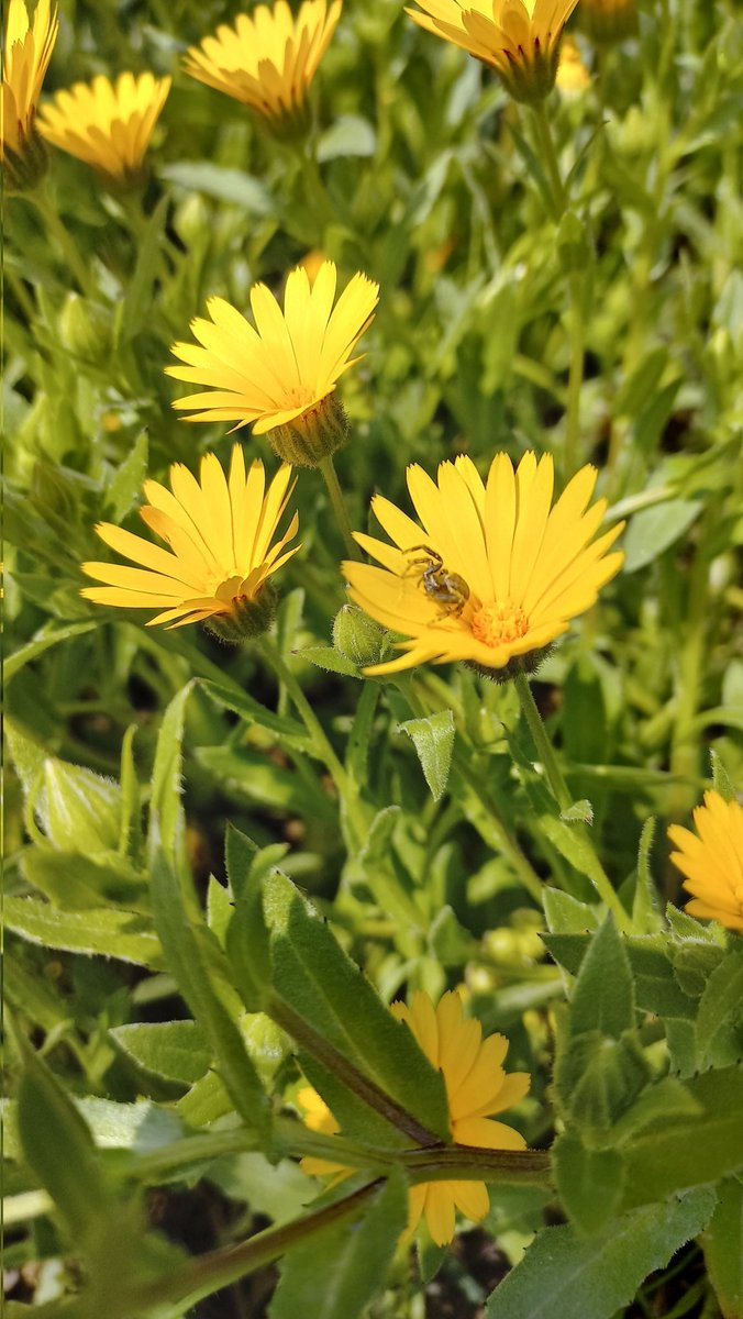Çiçekler açmış Bahar gelmiş. Umutlar da yeşermiş...🌻🍀🌹🌷♥️🇹🇷🤲