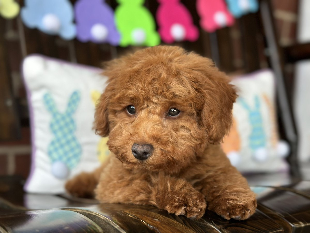 Happy Easter Weekend!  🐥🐰🌷🦋🐾#ournewpuppy #teddy