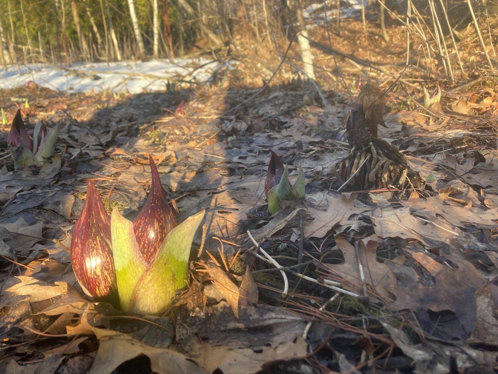 Spring is coming to Baird Creek #bairdCreek #greenbay #orienteering #wildterrainnav #bairdcreekbumble
Skunk Cabbage is showing up
wildterrainnav.com/#bairdcreekbum…