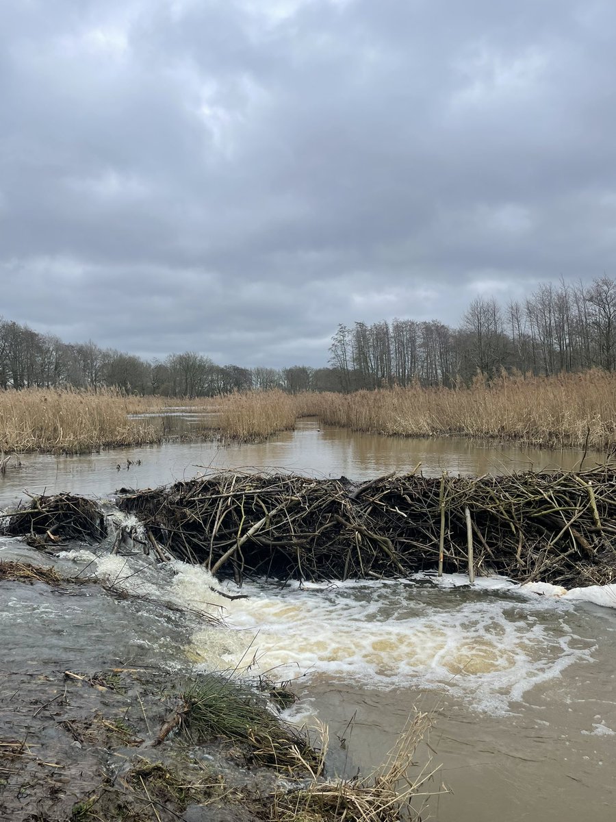fishmigration's tweet image. Happy #InternationalBeaverDay !
#beavers know how to build dams and block a river. Hope they leave a hole open for the #migratoryfish  #welovebeavers #HappyEaster