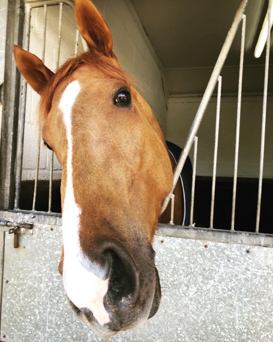 KateSlaterPR's tweet image. Our annual Good Friday visit to the Middleham Open Day. Always such a fun day. Here are some of my favourite #horses from today #racing #middleham @MHammondRacing @Johnston_Racing