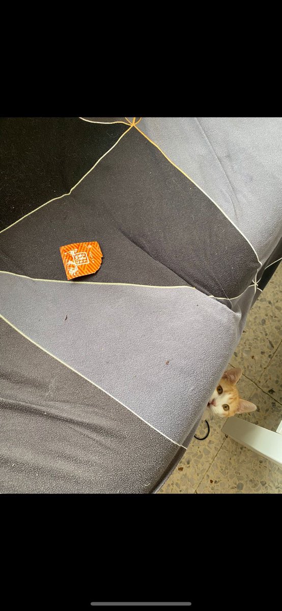 jasmendip's tweet photo. Una compañera de piso de una de mi kuadrilla se llevó un tío a casa y al día siguiente mi amiga escuchaba al gato jugar mucho…y surprais https://t.co/Zj0y7xTaUz