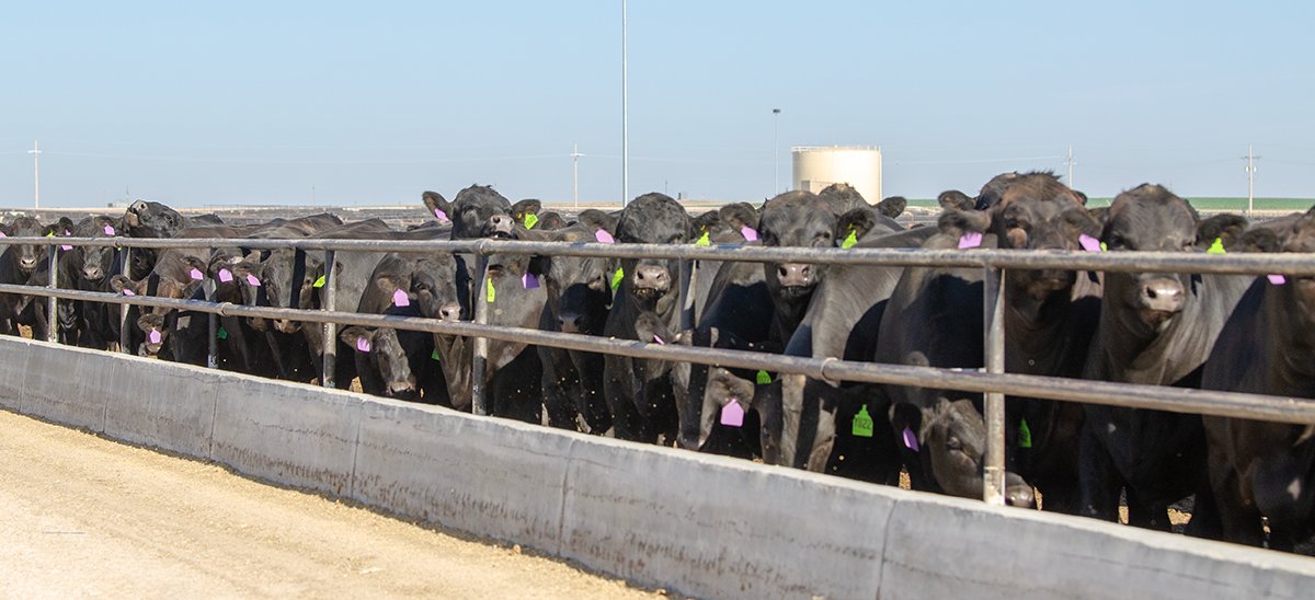 Angus Beef Bulletin Team tweet media