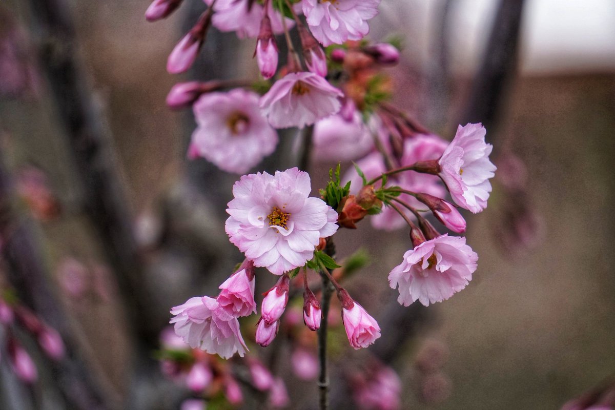 KarissasKapture's tweet photo. It was an unexpected trip today and so very well worth it!
#KarissasKaptures #BranchBrookPark #cherryblossom #NJShooterz #SpringInNewJersey #Springtime #spreadingphotolove #NewJersey #NewarkNJ #cherryblossomseason https://t.co/XroC515Knd