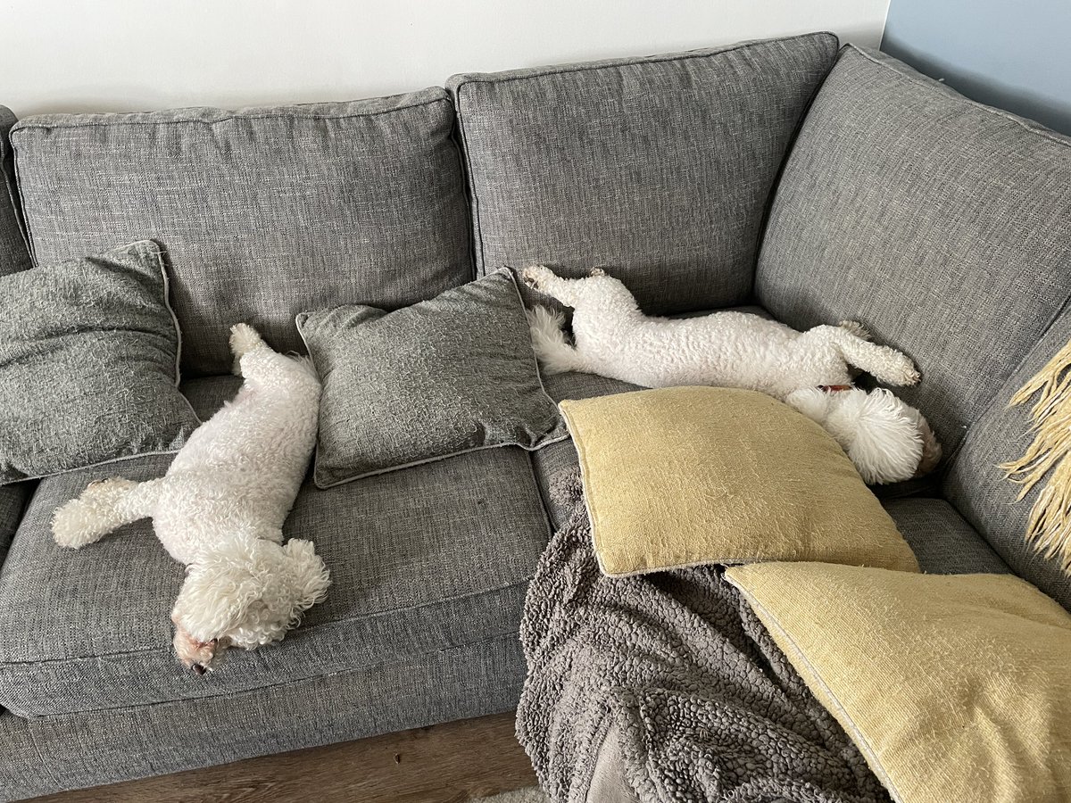 hammonster's tweet image. It’s been a tiring day….now time for a nap! @Monty_Bichon @OtisBichon @jenny_bichon @Daisy_Tait @OllyMister191 @ElsaandEva @Paw_Palace