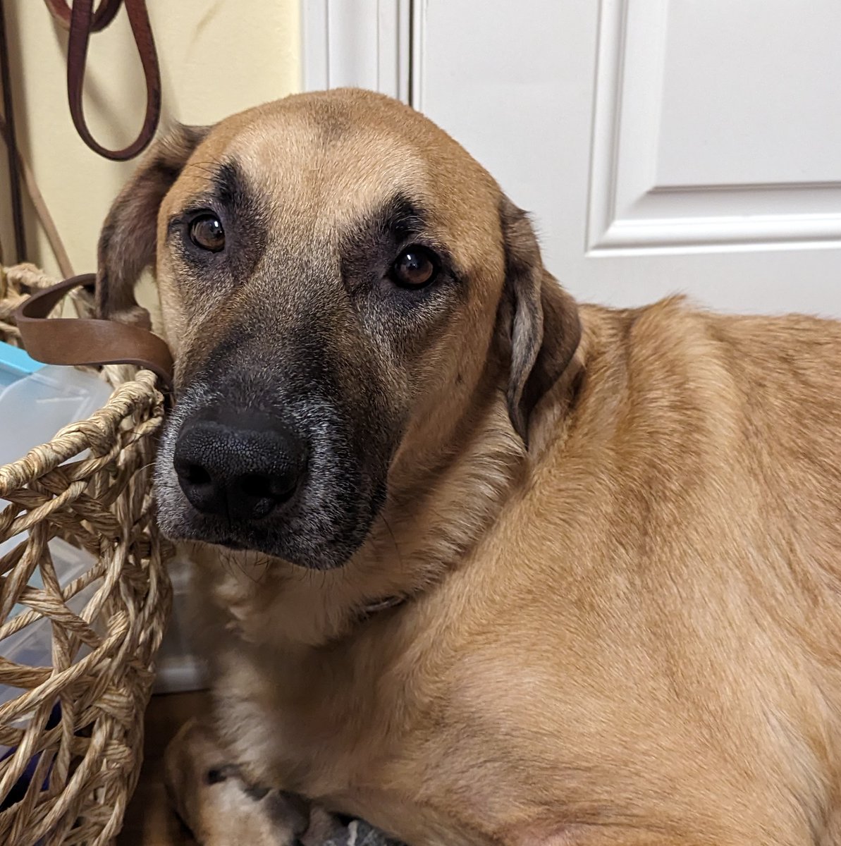 We have a gentleman we are fostering right now. Cal is a shepherd/lab mix, age 5. His mom had to move into assisted living and he wasn't allowed. He is very sweet and good with our two dogs. If you know of someone who would like to adopt him, please let us know!