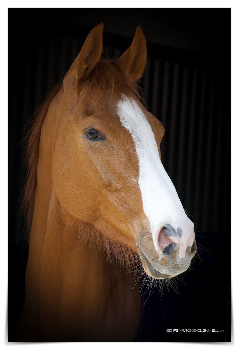 Countess Olivia ...
#Racehorse 
#portrait 
#portraitphotography 
#MiddlehamOpenDay
@MHammondRacing