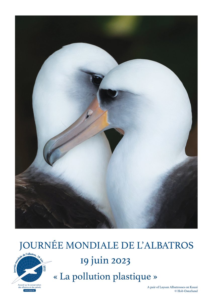 PolarObs's tweet image. Pour la prochaine journée mondiale de l'Albatros #WorldAlbatrossDay (19/06/2023) l'#ACAP a publié le poster en version française, le thème de cette année est la pollution plastique.

acap.aq/latest-news/ac…