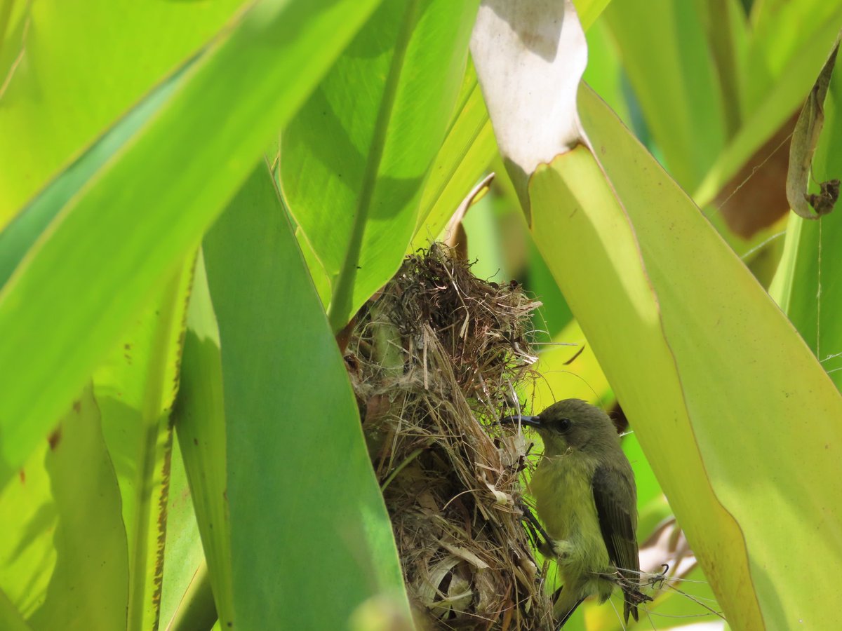 WWWings2023's tweet photo. Our #VariableSunbird pair built a nest this year in the garden. The female did all the work, and perches in a high spot to protest (loudly) when I get too close. Fearful of them abandoning all that good work, I keep my distance! #Zambia #birds #Birdsseenin2023 #birdsnesting https://t.co/z7OSjp1cRS