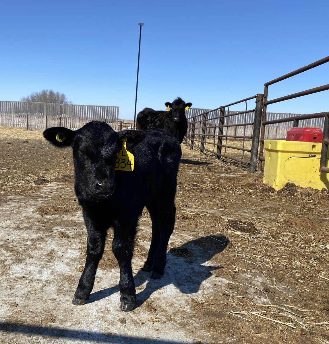 Mom keeping a close eye while I admire one of her twins 🌾🐂
