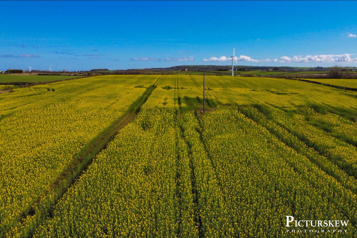 PicturskewPhoto's tweet photo. Rapeseed beginning to show colour in #Coleraine @VisitCauseway @LoveBallymena @Beyond_Antrim @WeatherCee @Deirsco @angie_weather @barrabest @TasteCauseway @CausewayFoodie @Coleraine_Times https://t.co/KpQTEHkrT3