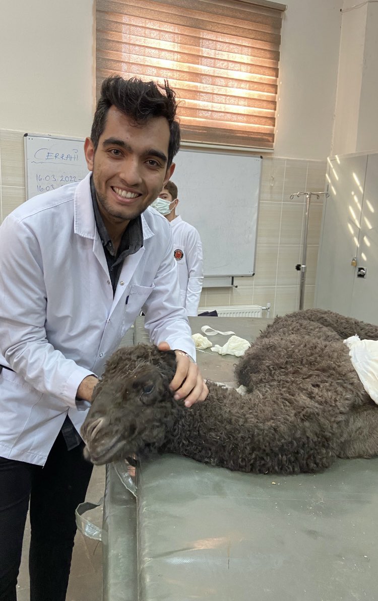 çek deveci develeri