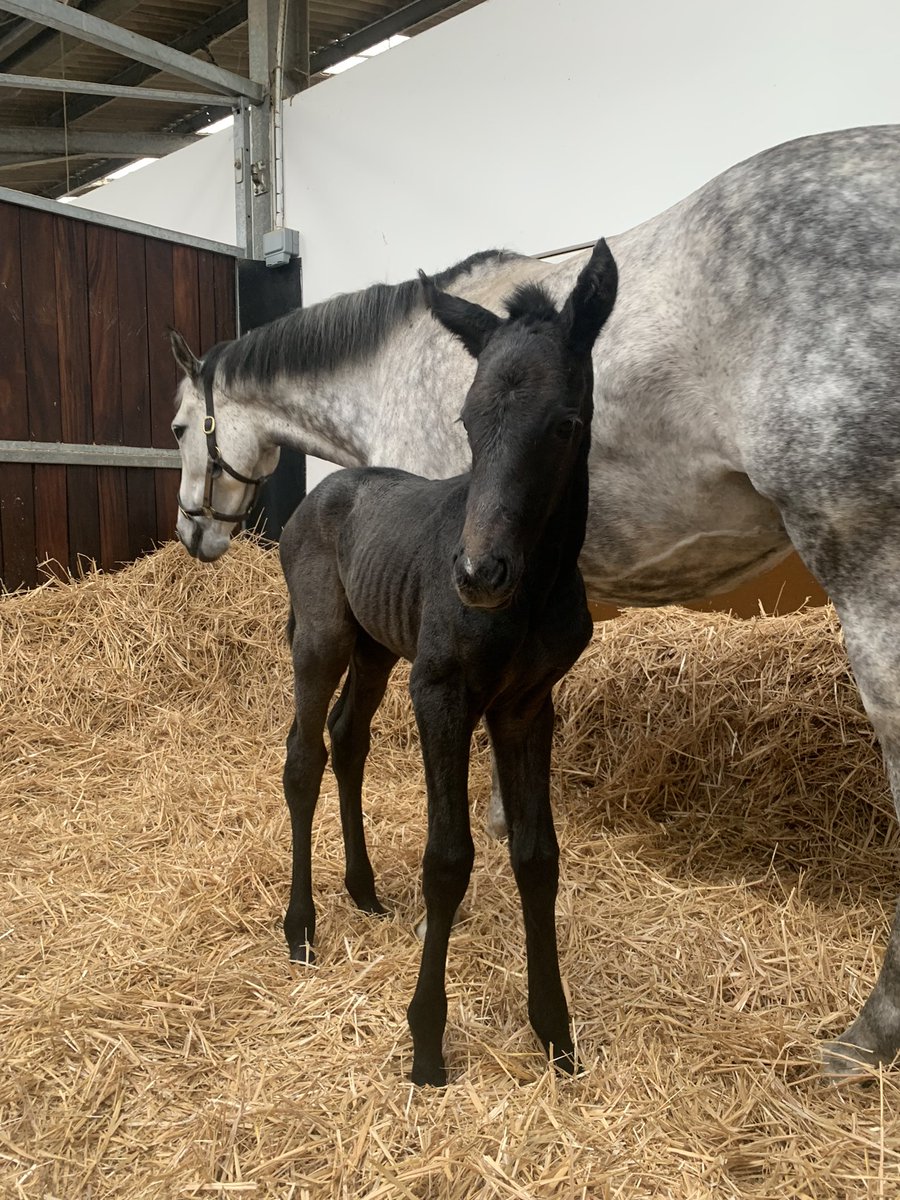 IvoThomas1's tweet photo. Great win for Notre Belle Bete in the Easter Classic @NewcastleRaces. A timely update for Angelic Guest bought at the February @Tattersalls1766  sale pic here with her lovely Ardad filly born last weekend. https://t.co/rDuVQfsqcs