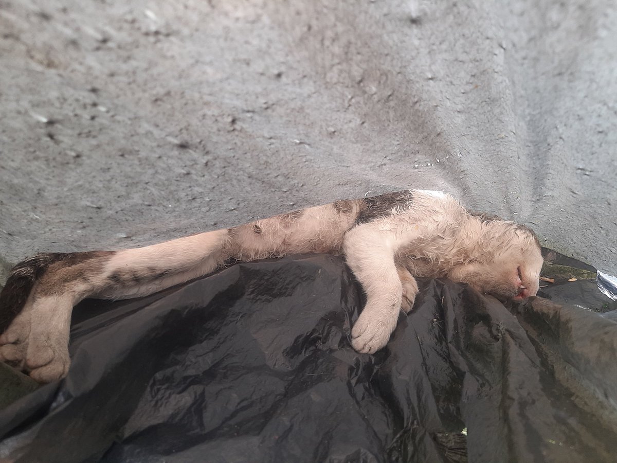 lila__015's tweet photo. ¿Hasta cuándo tenemos que aguantar que sigan asesinando a los gaticos del barrio Los Laches en Bogotá? ¿Hasta cuándo las familias tenemos que seguir encontrando a nuestros seres amados en estas condiciones? @andreanimalidad @AnimalesBOG @petrogustavo https://t.co/JjzFFI6usH