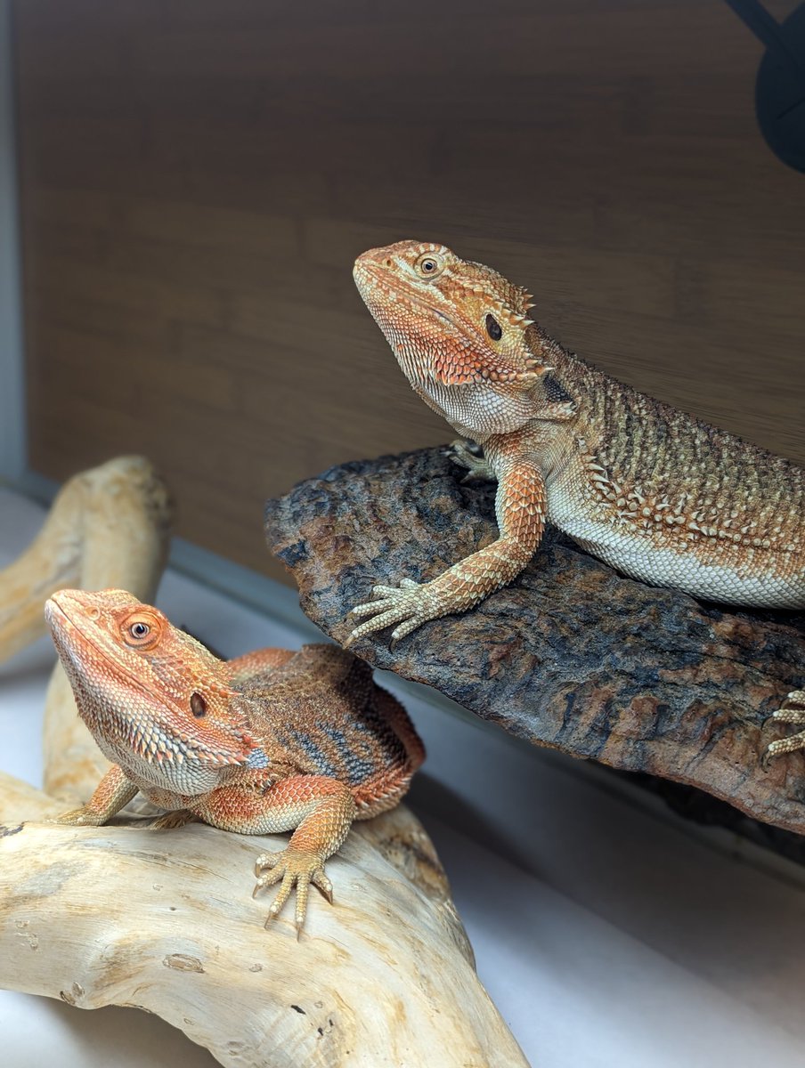 Curious Creatures LLC tweet media