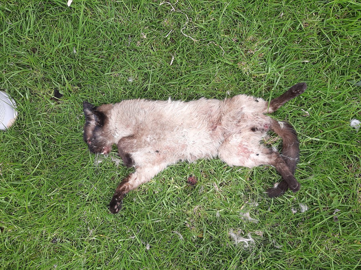 lila__015's tweet photo. ¿Hasta cuándo tenemos que aguantar que sigan asesinando a los gaticos del barrio Los Laches en Bogotá? ¿Hasta cuándo las familias tenemos que seguir encontrando a nuestros seres amados en estas condiciones? @andreanimalidad @AnimalesBOG @petrogustavo https://t.co/JjzFFI6usH