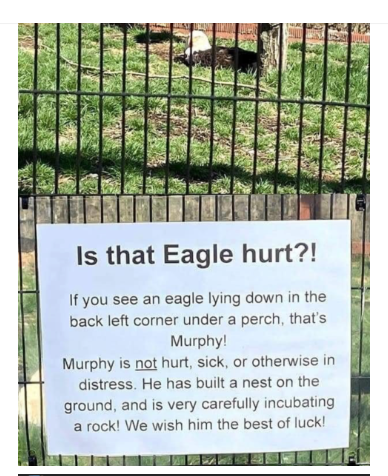 geemeff's tweet photo. First there was this notice in the park, and now there's another notice. #GoMurphy! #BestOfLuck to him 🐣
From @maryste8 blog: https://t.co/vXjojWhGQK https://t.co/dIc9ICi3BH