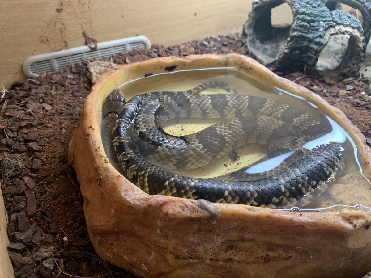 jasonimpey's tweet photo. My False Water Cobra has had a home improvement - quality Jason Voorhees hide from Wriggles #jasonvoorhees #fridaythe13th #horror #snakehide #falsewatercobra #snake https://t.co/usIXotIVPW