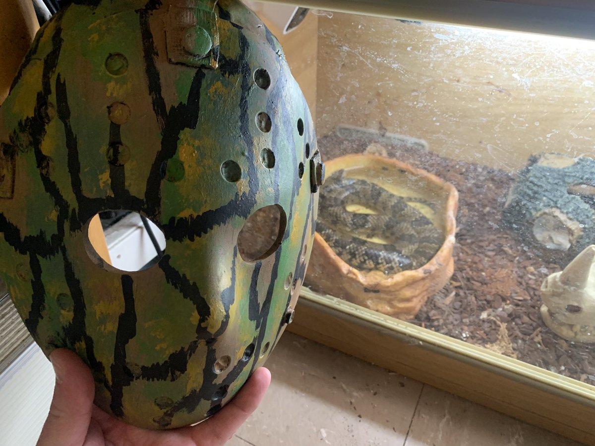 jasonimpey's tweet photo. My False Water Cobra has had a home improvement - quality Jason Voorhees hide from Wriggles #jasonvoorhees #fridaythe13th #horror #snakehide #falsewatercobra #snake https://t.co/usIXotIVPW